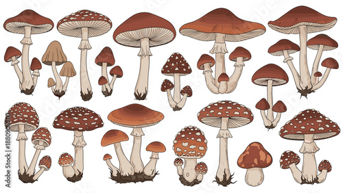 variety of forest mushrooms in different sizes and shapes illustrated in warm brown and beige earthy tones.