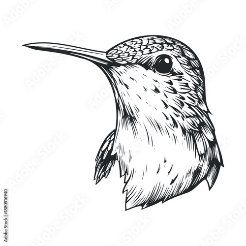 Hummingbird head illustration with detailed feathers and a long, slender beak captured in a classic hand-drawn sketch style, showcasing intricate avian beauty.