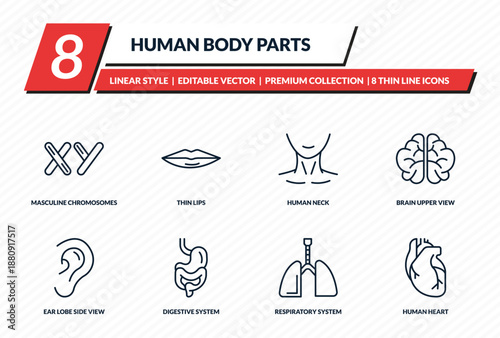 human body parts icons set - masculine chromosomes, thin lips, human neck, brain upper view, human heart outline vector collection.
