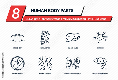 human body parts icons set - men chest, human spine, human liver, neuron, sweat or tear drop outline vector collection.