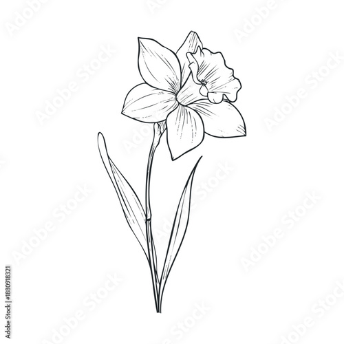 Beautiful daffodil flower illustration with delicate petals and a long stem, rendered in a detailed black and white line art style, perfect for spring designs.