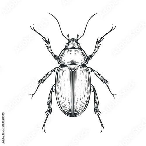 Beetle insect bug detailed hand drawn vintage style illustration of an entomological specimen with intricate wing and leg details.
