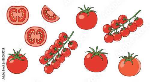Detailed illustrations of various tomato types including cherry tomatoes on vines, whole tomatoes, and cross section slices on white background.