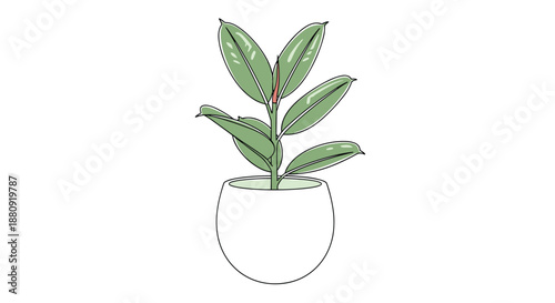 Potted rubber plant with large green leaves sitting in a white bowl-shaped planter against a clean white background.