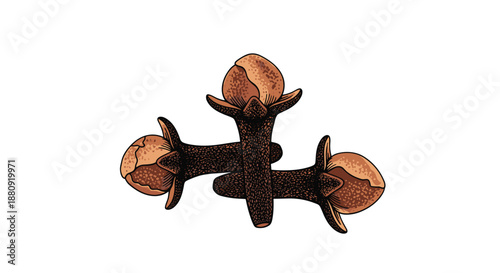 Detailed illustration of three dried cloves commonly used as a spice in cooking and traditional medicine on white.