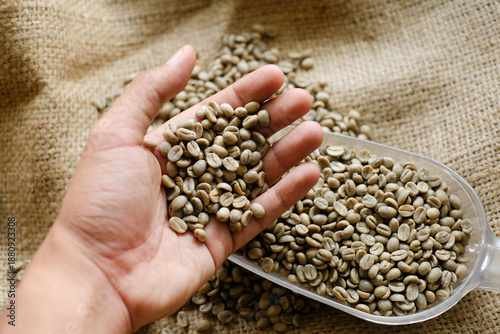 Billede på lærred Hand holding raw green coffee beans over burlap background, close up detail for coffee farming, roasting process, specialty coffee, and agricultural supply concepts
