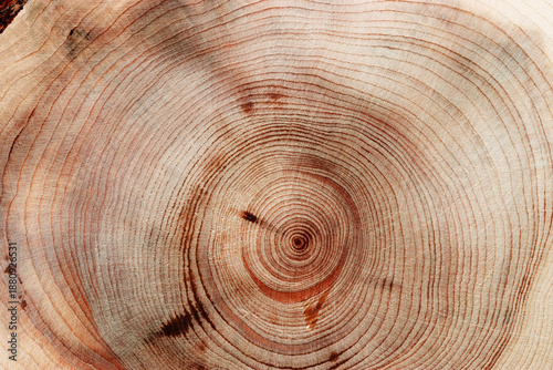 Natural wooden background, wood texture annual rings form. Macro photo of cross section of juniper log, graphic nature organic pattern. Sawed timber close up with tree ring pattern, natural light