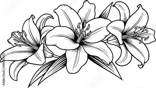 Elegant Black and White Lily Flower Line Art Illustration
