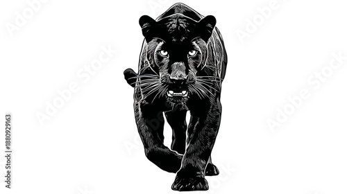 Powerful black panther stalking forward with an intense, predatory gaze, isolated on a clean white background.