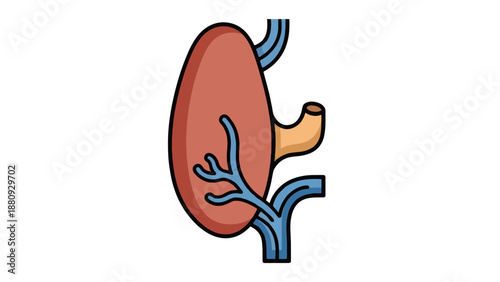 Kidney Vector Illustration, Anatomy Graphic, Medical Design, Healthcare Concept