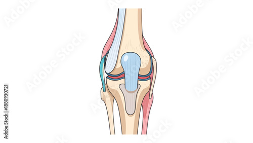 Human Knee Joint Illustration, Vector Style Graphic, Medical Anatomy, Healthcare Design