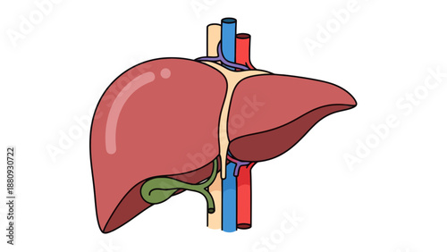Human Liver Vector Illustration, Anatomy Graphic for Medical Education and Healthcare, Isolated
