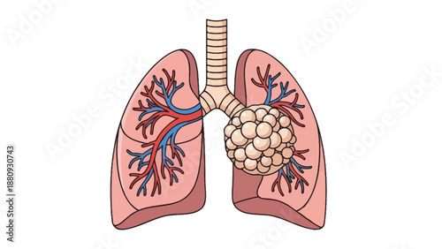 Human Lungs Vector Illustration, Medical Anatomy, Healthcare, Respiratory System Design