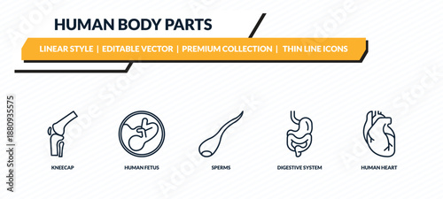 human body parts icons set - kneecap, human fetus, sperms, digestive system, human heart outline vector collection.