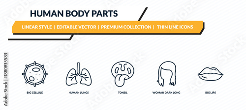 human body parts icons set - big cellule, human lungs, tonsil, woman dark long hair, big lips outline vector collection.