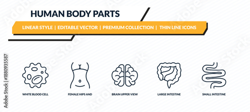 human body parts icons set - white blood cell, female hips and waist, brain upper view, large intestine, small intestine outline vector collection.