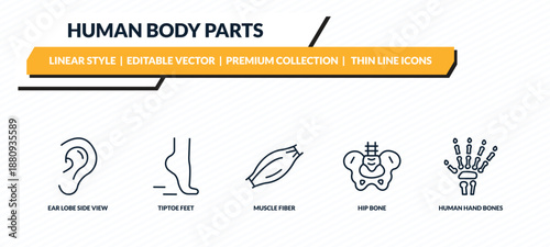 human body parts icons set - ear lobe side view, tiptoe feet, muscle fiber, hip bone, human hand bones outline vector collection.