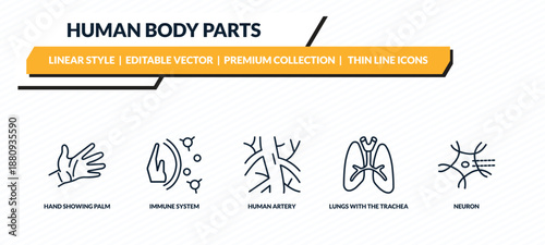 human body parts icons set - hand showing palm, immune system, human artery, lungs with the trachea, neuron outline vector collection.
