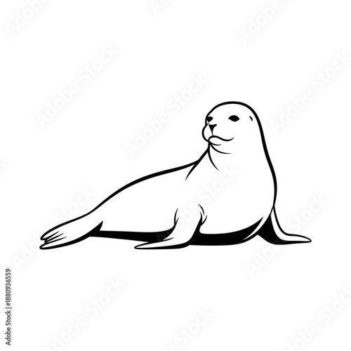 sea lion on the beach