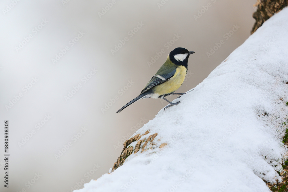 Obraz premium Great Tit, parus major, search food during the day in a juniper tree.