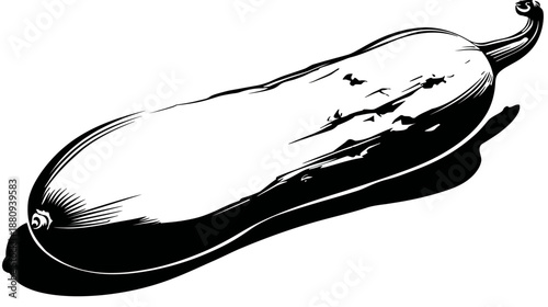 Black and white illustration of a fresh zucchini or summer squash vegetable, healthy food ingredient, monochrome graphic design element