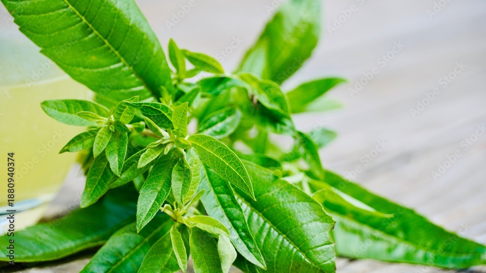 Fototapeta premium Bunch of fresh organic lemon verbena (Aloysia citrodora) for herbal tea and healthy infusion