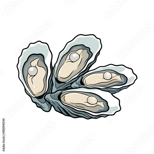 Detailed illustration of four open oysters with pearls. Hand-drawn style vector showing gourmet seafood and natural ocean treasures.