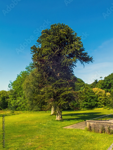 Monkey Puzzle Tree