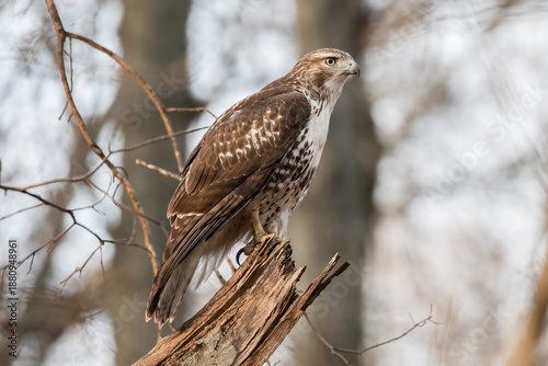 Foto Red Tailed Hawk on Branch, Buteo jamaicensis, wildlife bird