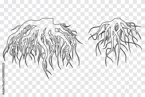 Tree root icon set. Tree root silhouette set on Transparent Background. Root icon logo design template isolated illustration. EPS 10 set.