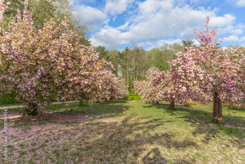 Parc de Seaux, France cherry blossom trees