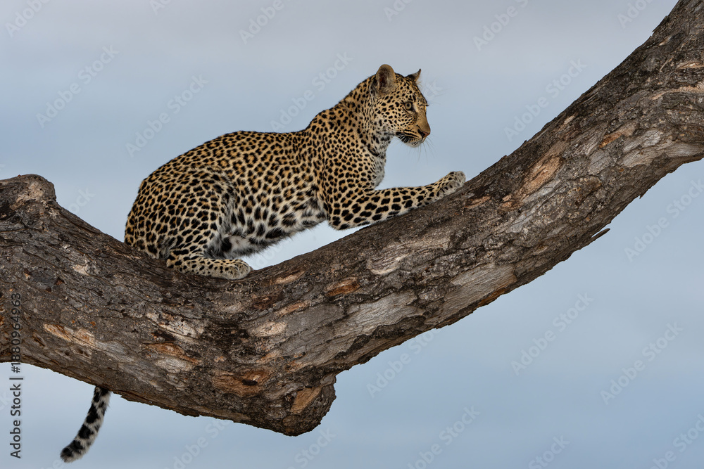 Obraz premium Leopard female resting in a tree in the late afternoon in Sabi Sands Game Reserve in the Greater Kruger Region in South Africa