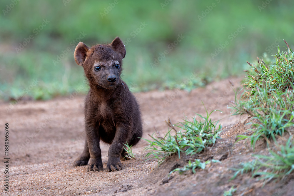 Fototapeta premium Spotted Hyena cub at the den. The hyena mother was nursing her curious cubs at the den with sunrise in Sabi Sands Game Reserve in South Africa