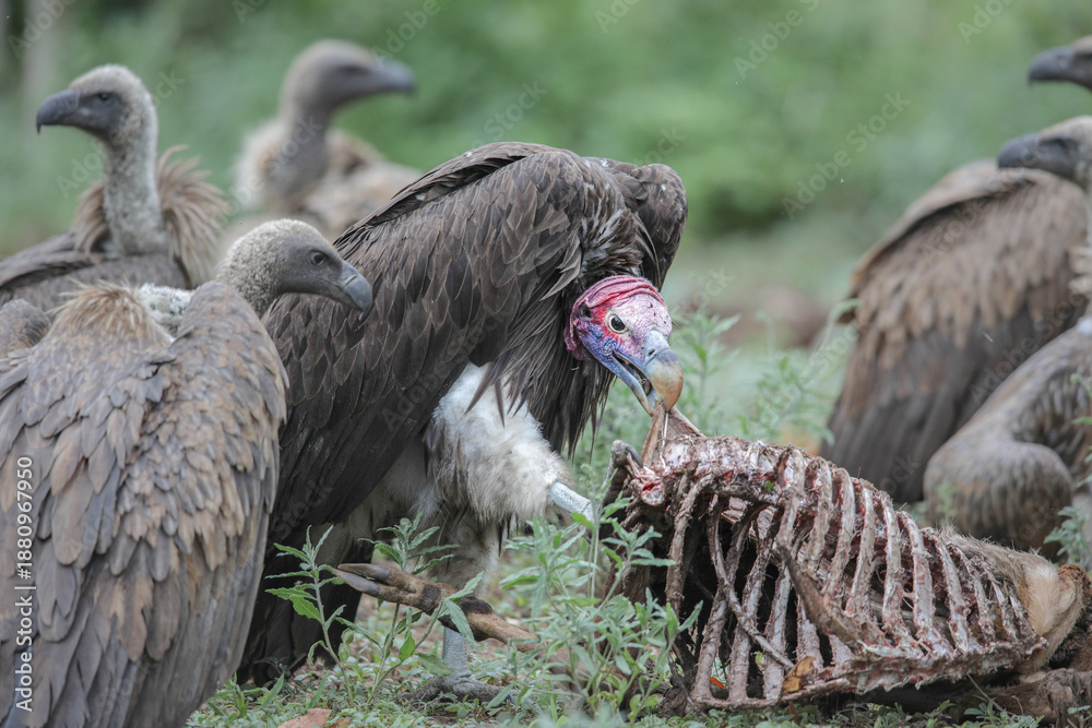 Fototapeta premium Lappet-faced vulture wanting to feed on an antelope carcass in the Kruger National Park