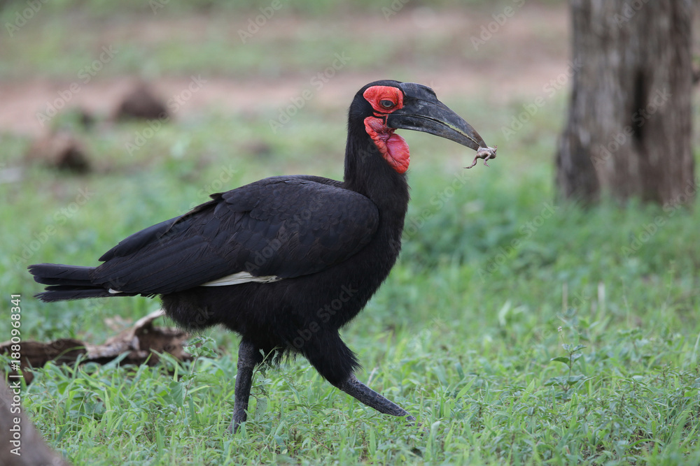 Fototapeta premium Endangered southern ground hornbill looking for frogs to eat on the ground
