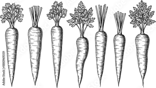Hand drawn carrot vegetable illustration set, fresh organic root crops sketch style, healthy food botanical engraving isolated white background