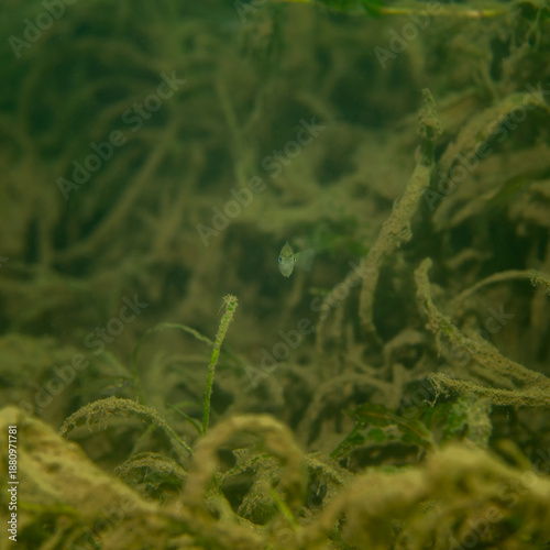 Small fish swimming in underwater murky green vegetation