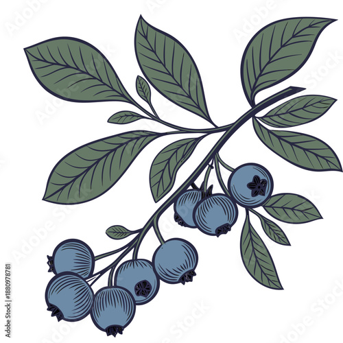 Blueberries with Green Leaves Vector Illustration