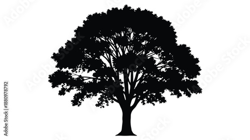 A striking black tree form against a white backdrop silhouette