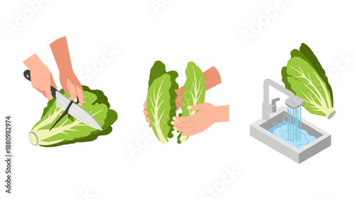 Fresh lettuce preparation: cutting, washing, and handling techniques in modern kitchen