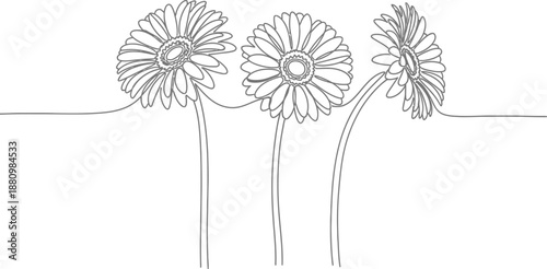 Three dandelion flowers isolated on transparent background