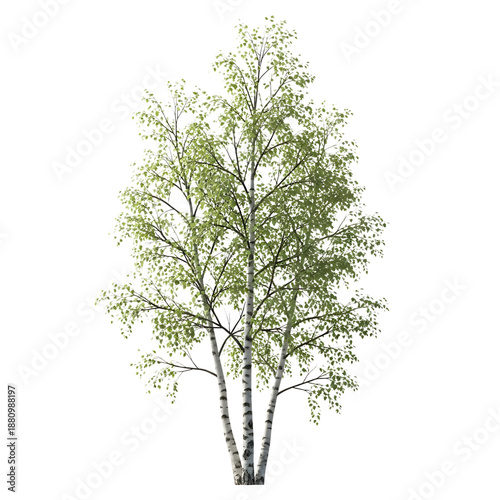 A tree with green leaves isolated on transparent background
