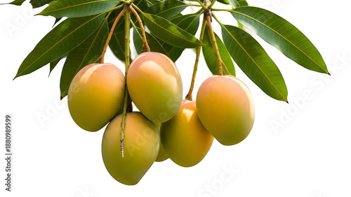 Yellow mangoes hanging from tree branch isolated on transparent background