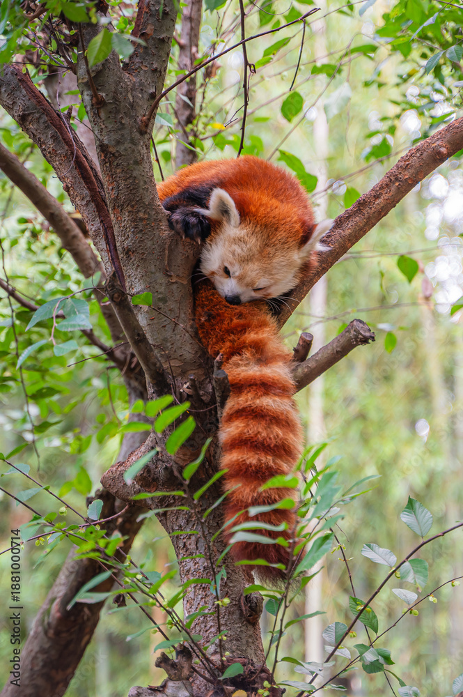 Naklejka premium Just a red panda living life one branch at a time, Atlanta Zoo, Atlanta, Georgia, United States of America