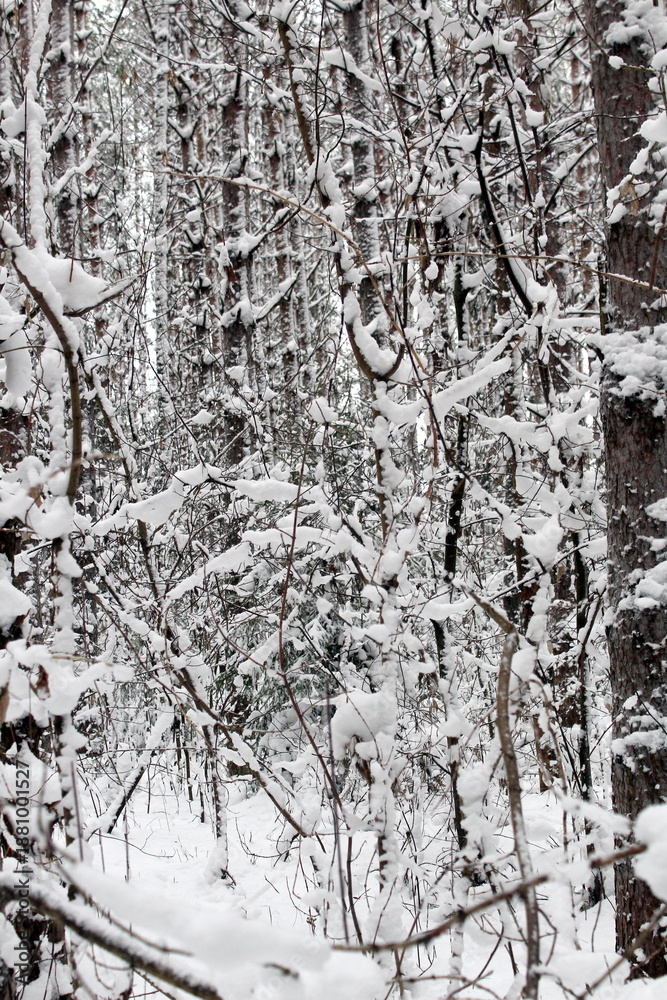 Obraz premium City park on a winter day under a blanket of snow.