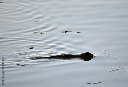 Tableau sur toile Muskrat Swimming