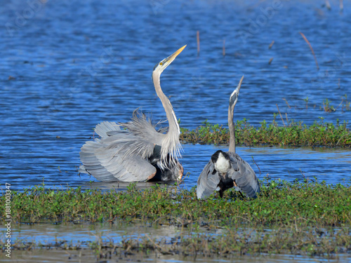 Territorial display of great blue herons (Ardea herodias), Fort Bend County, Texas, USA.