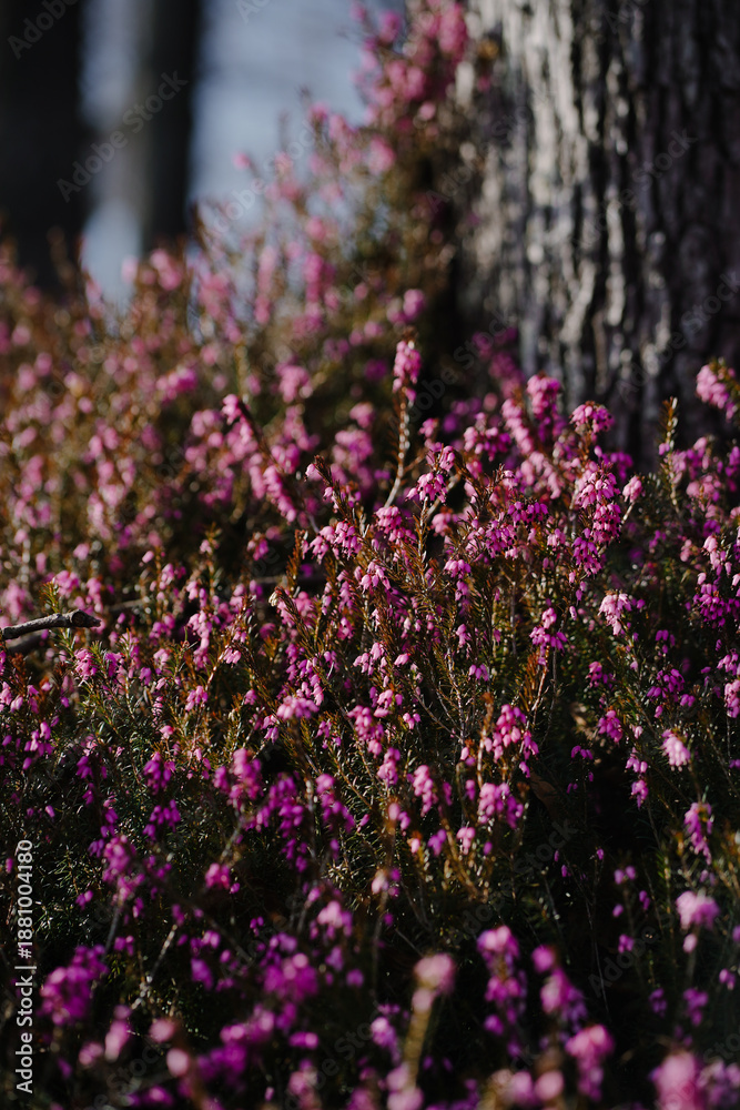 Obraz premium Beautiful purple forest heathens close up on the meadow in the morning mountains. Macro of wild bloomig flowers in spring. Colourful pink bush in springtime