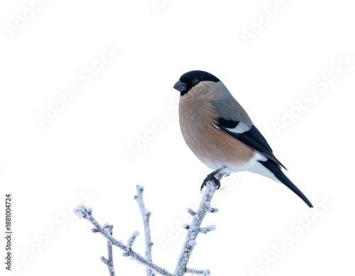 Female eurasian bullfinch with warm grey plumage perched on a frosted branch, ultra-s