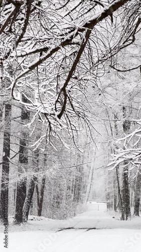 it is snowing heavily in the park, large flakes of snow are slowly falling on tree branches, no people